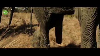 Elefante follando
